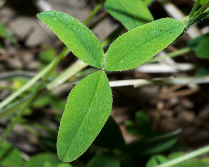 Trifolium ochroleucon / Trifoglio bianco giallo